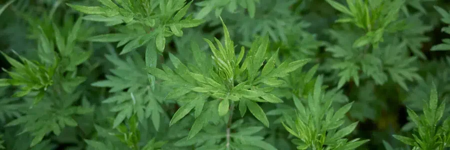 What is Mugwort?
