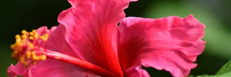 What is Hibiscus?