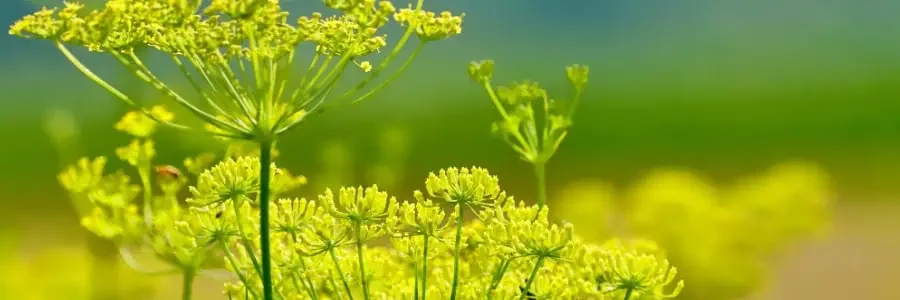 What is Fennel?