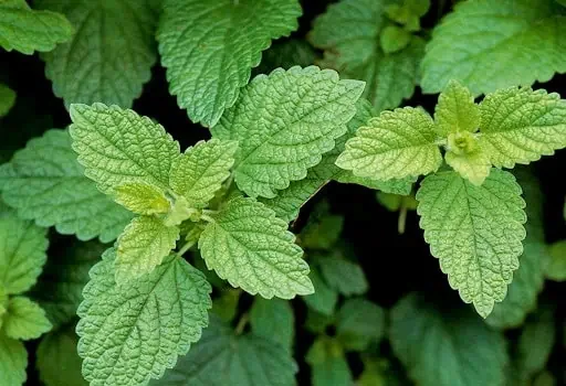 What is Lemon Balm?