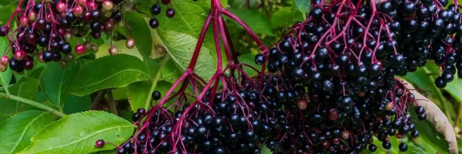 What is Elderberry?