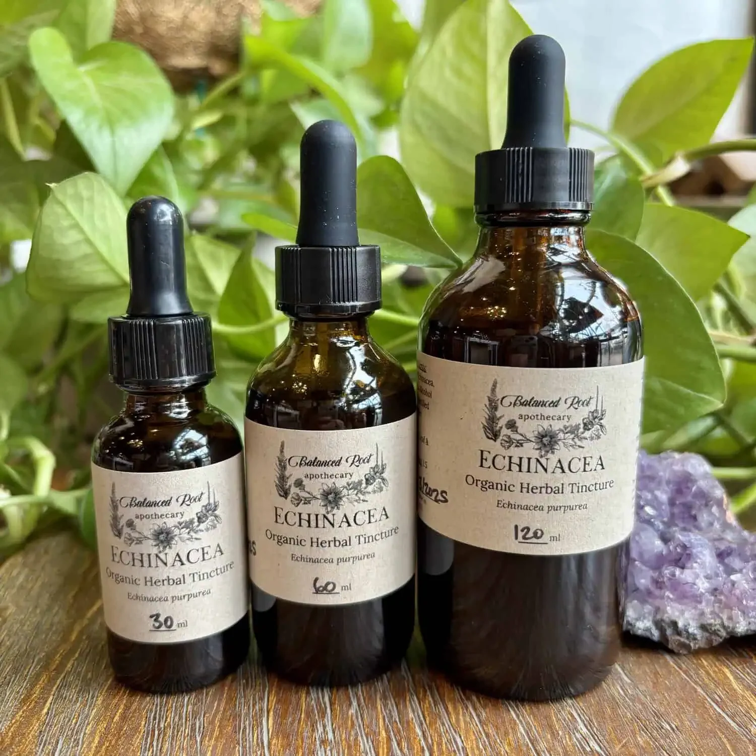 Echinacea Tincture