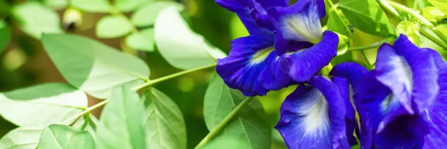 What is Butterfly Pea Flower?