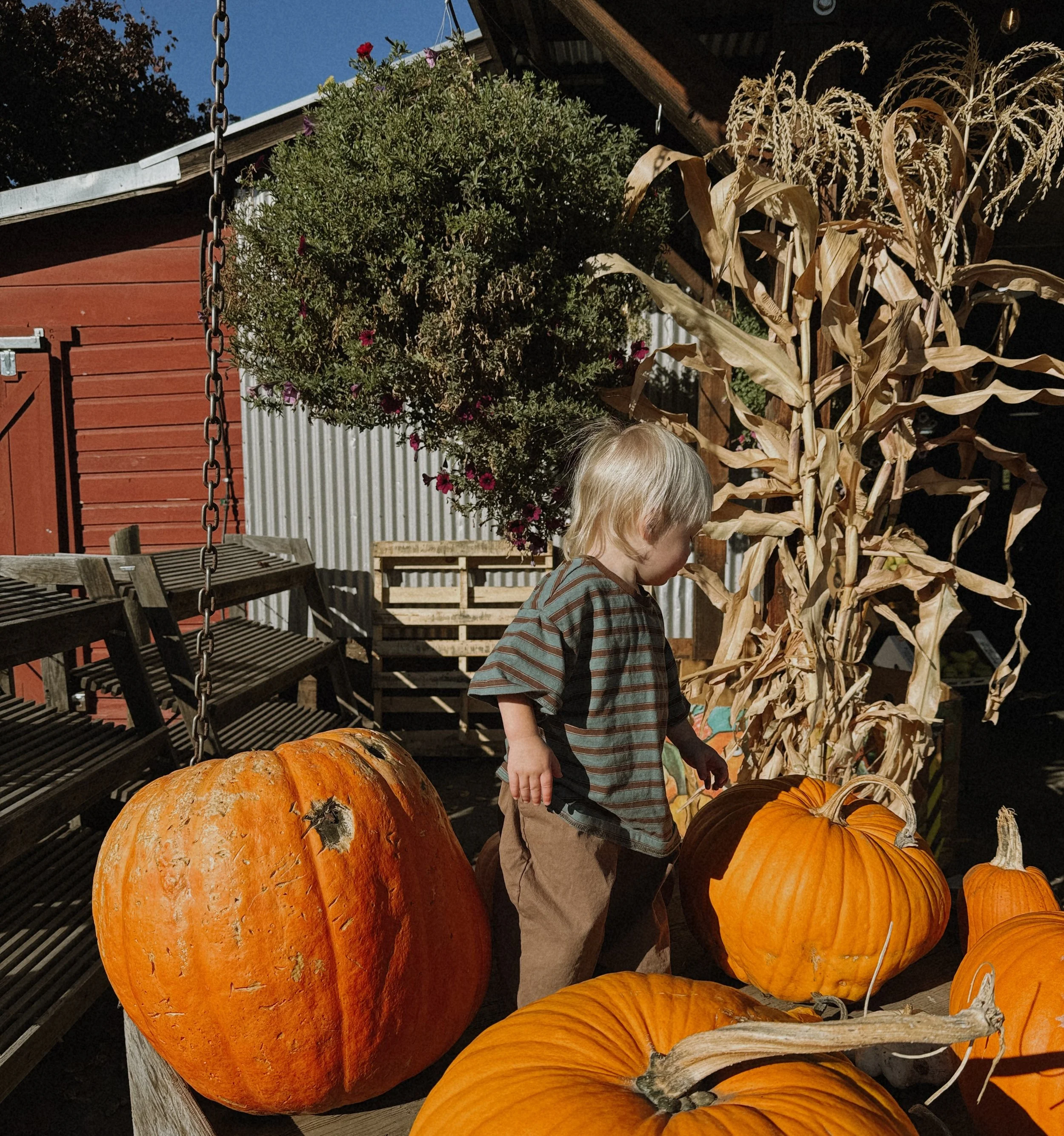 Embrace autumn: Fun fall activities in Hood River