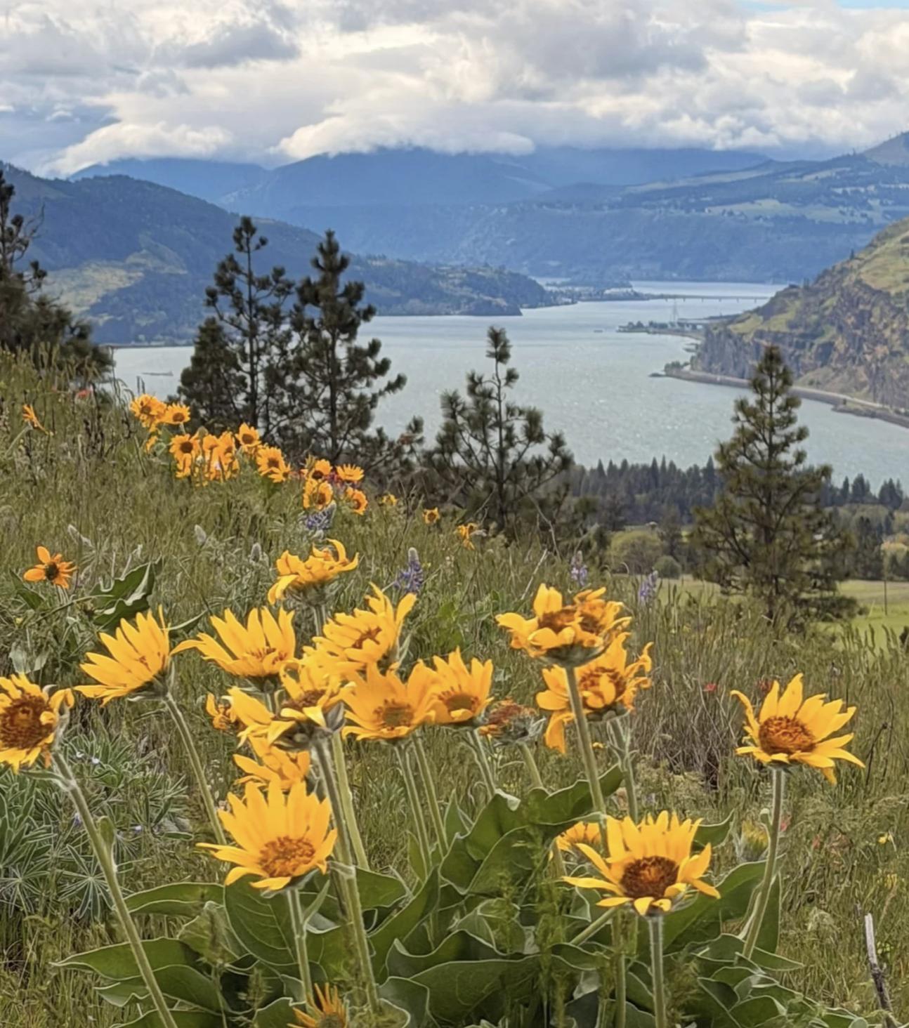 Wildflower Hikes in the Columbia River Gorge
