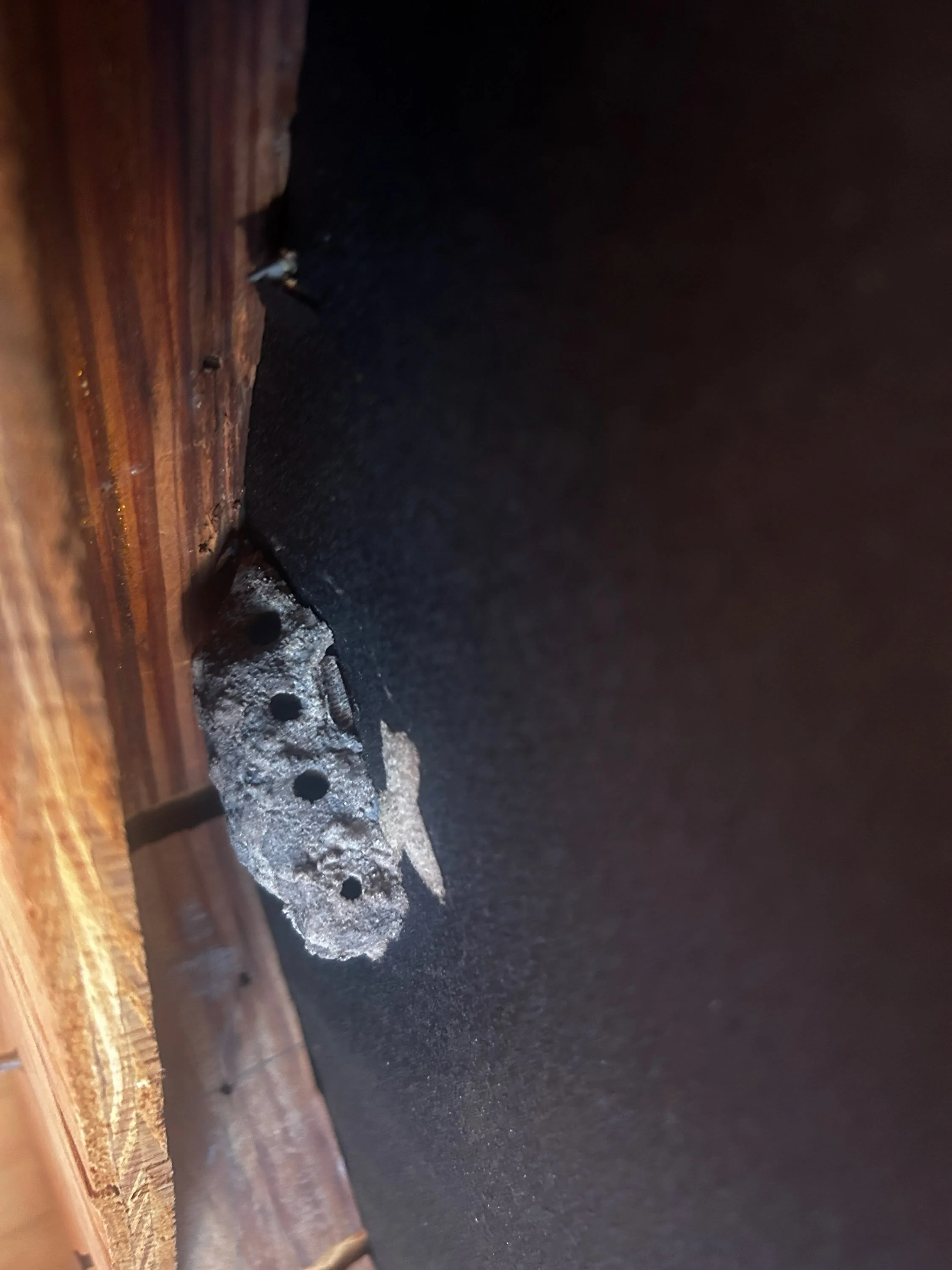 Mud Daubers, Potter Wasps, and Paper Wasps in Sarasota and Manatee County: How to Tell Them Apart and When to Worry
