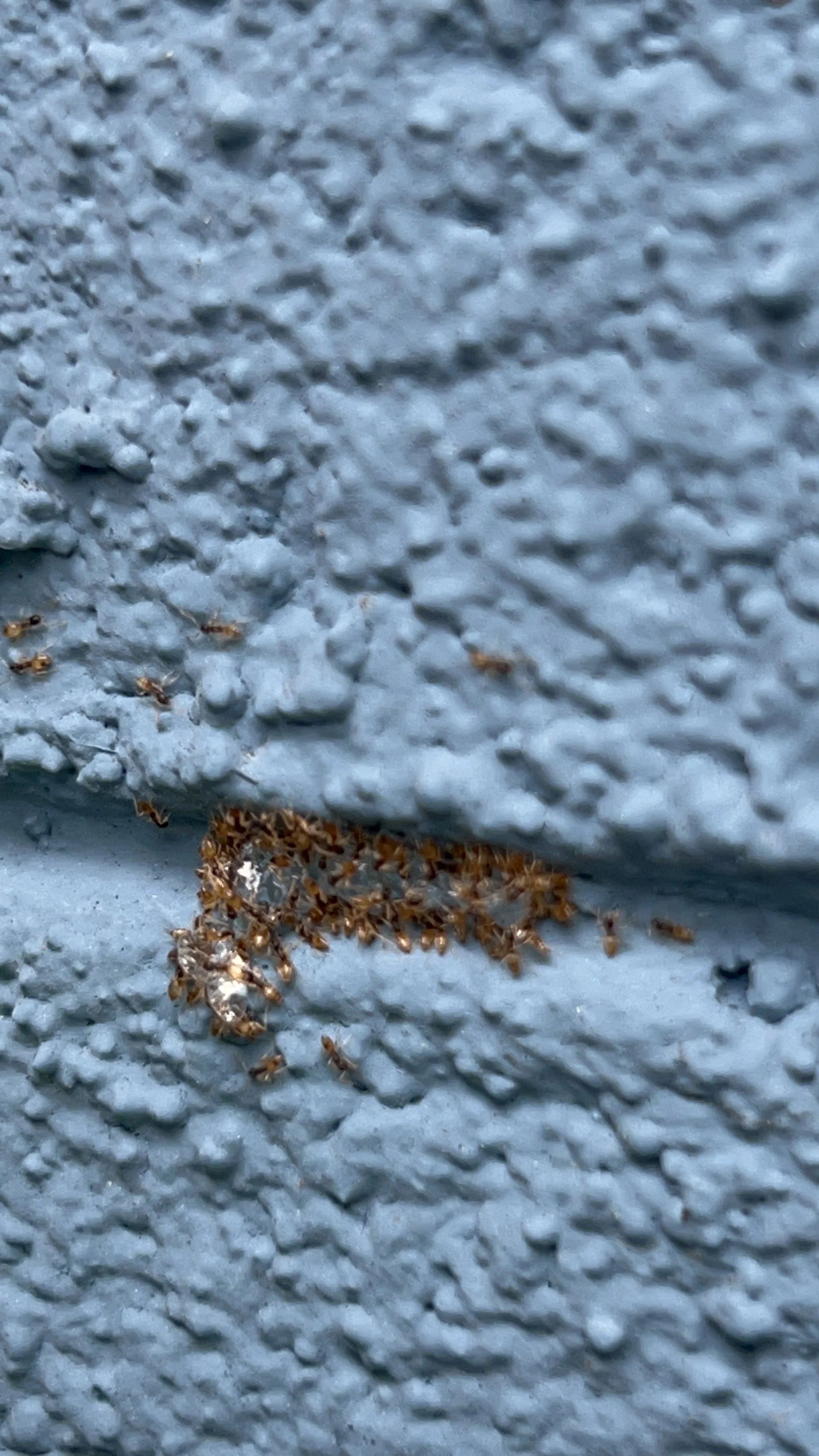 Ghost Ants in Sarasota and Manatee County: Why the "Sugar Ants" in Your Kitchen Are Almost Always This Species, and Why Spraying Them Makes It Worse