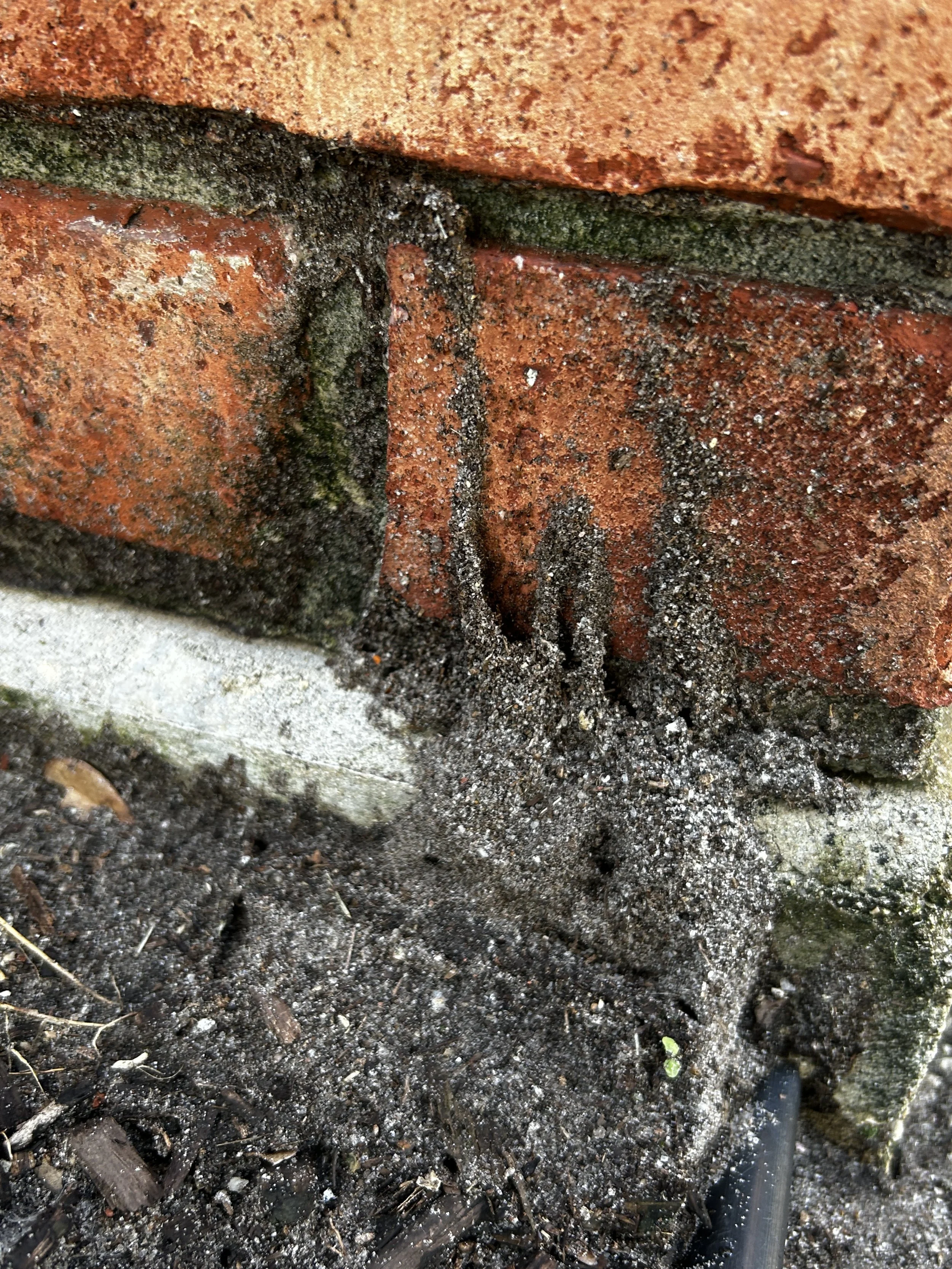Big-Headed Ants in Sarasota and Manatee County: Why Those Mud Tubes on Your Tree or Foundation Aren't Termites, and What They Actually Mean
