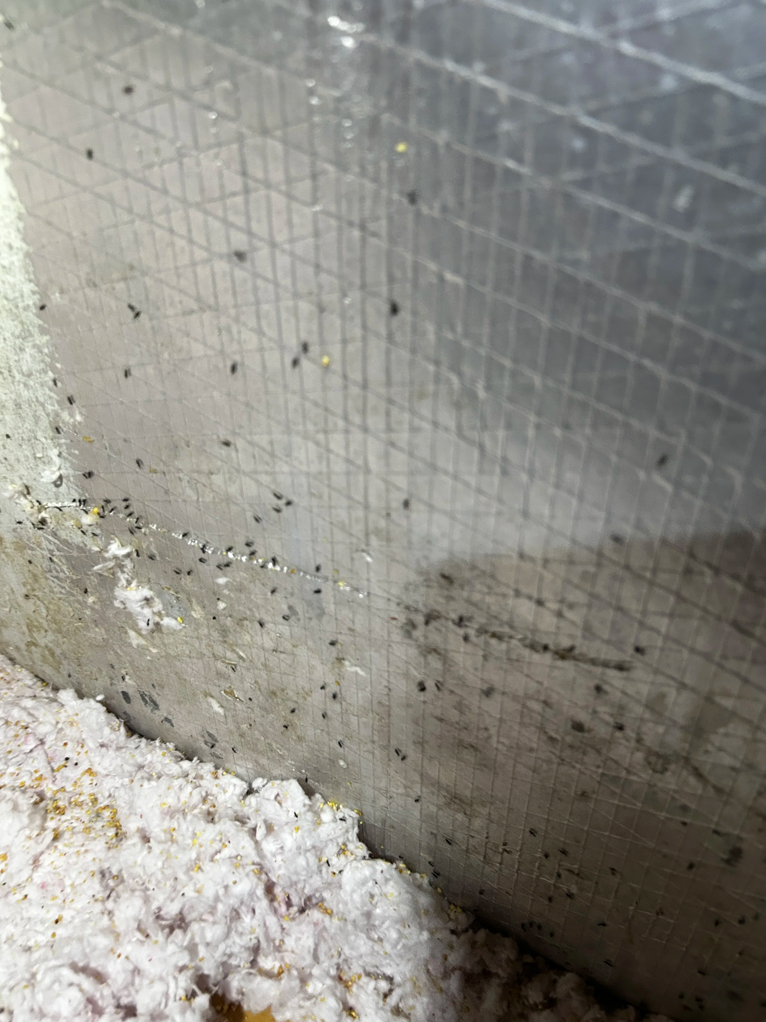 Acrobat Ants in Sarasota and Manatee County: Why They're Living in Your Attic and What's Keeping Them There