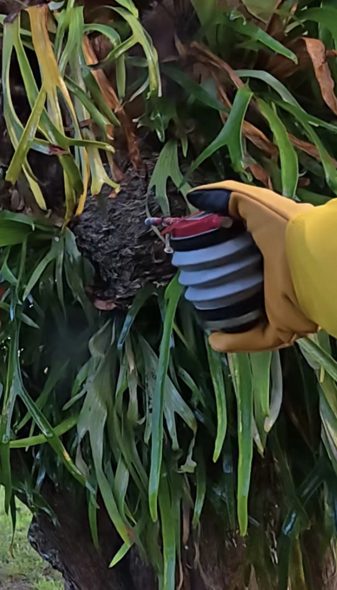 Yellow Jackets Don't Always Nest Where You'd Expect