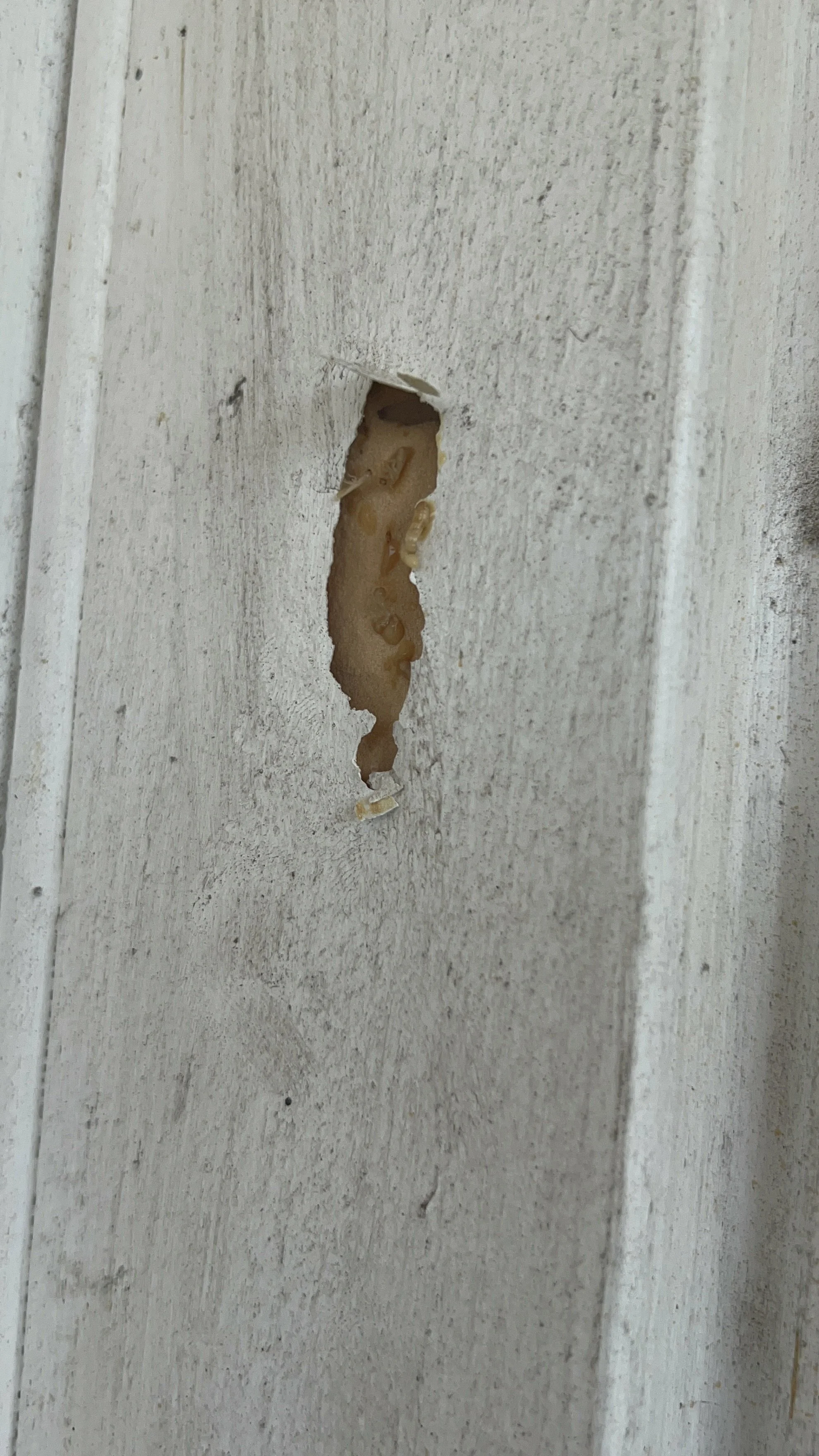 Drywood Termites in Sarasota and Manatee County: Why the Flying Insects in Your Window Could Also Be This Pest, and Why Spraying Them Doesn't Solve It