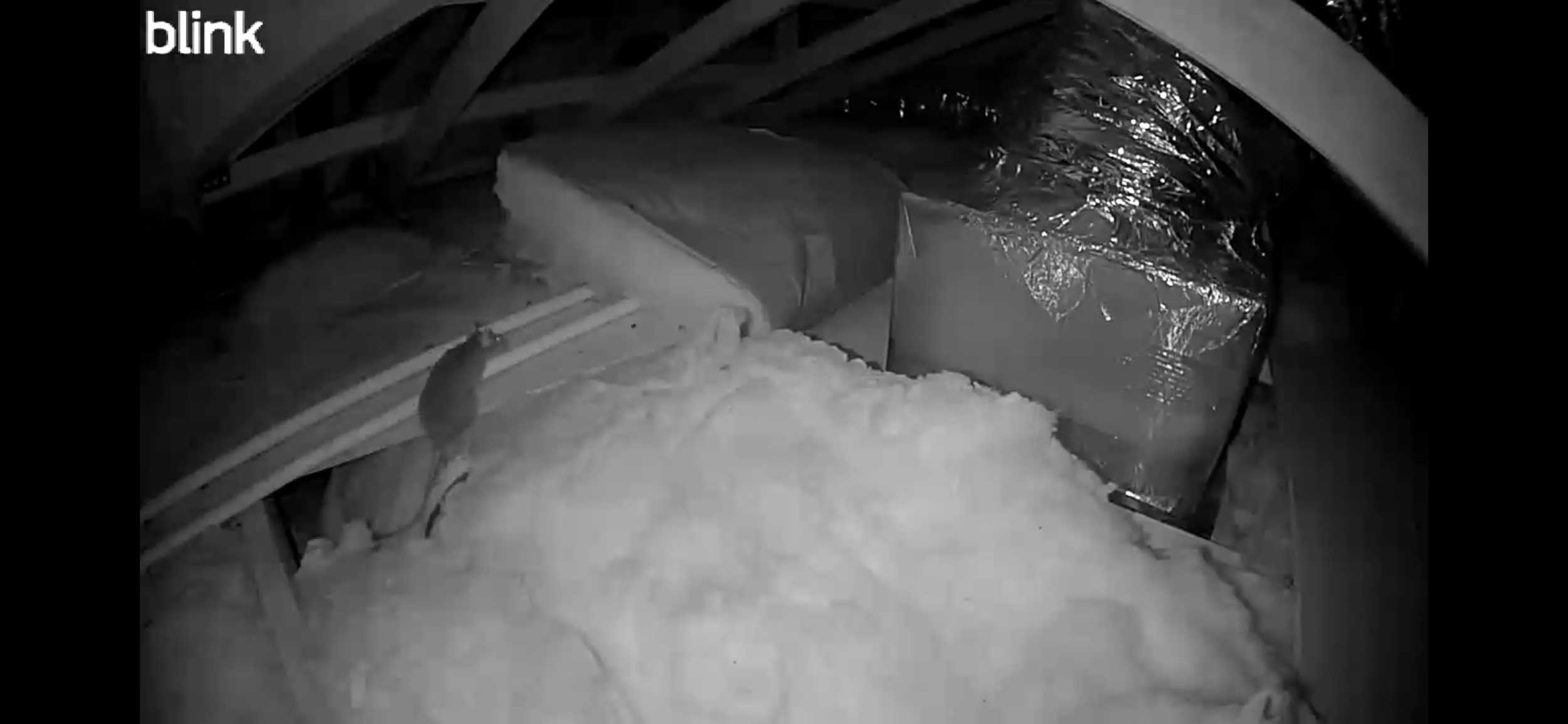 Roof Rats in Southwest Florida: Fall Attic Invaders