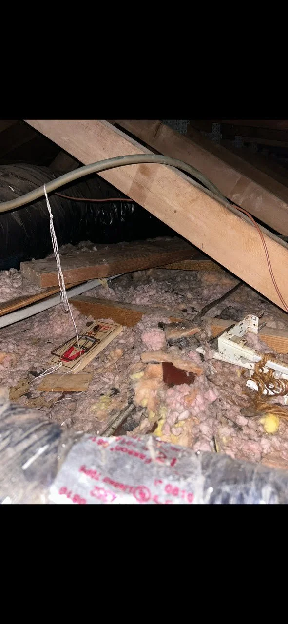 An attic with exposed wooden beams and scattered pink and yellow fiberglass insulation. A baited rodent trap sits on the insulation near loose wires, debris, and electrical components. A large black flexible duct runs across the back of the space