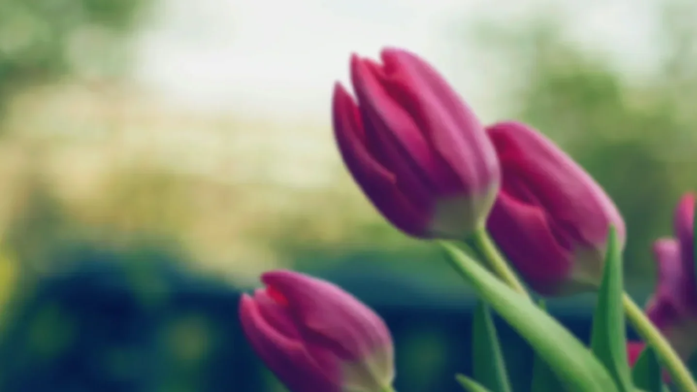 Close-up of pink tulips blooming against a blurred green and yellow background.