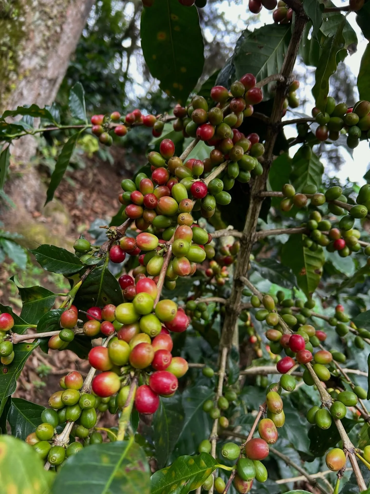 &iexcl;Iniciando 2026 cosechando los frutos de 2025! ☕ Listos para esa nueva taza de caf&eacute; y conquistar lo que viene. ✨