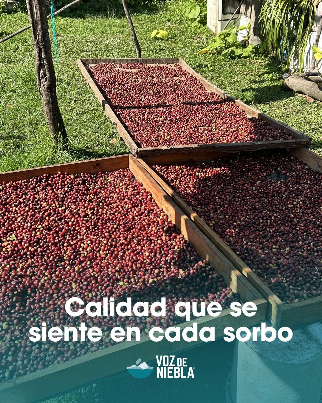 Desde el origen hasta tu taza, cuidamos cada detalle del proceso. ☕🌱
Nuestros granos son seleccionados y secados de forma natural para preservar su aroma, sabor y calidad.
El resultado: un caf&eacute; aut&eacute;ntico que puedes disfrutar en cada so