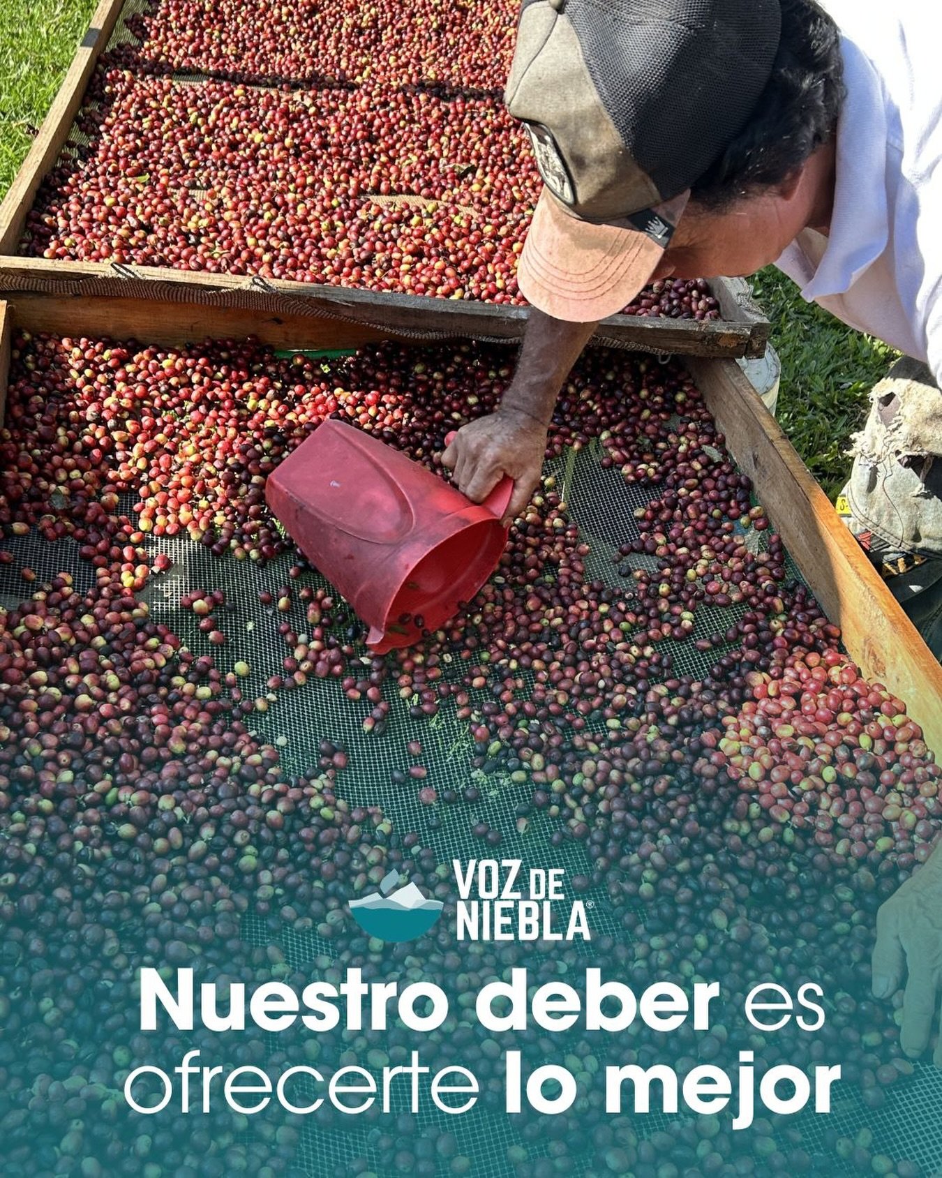 Desde el origen hasta tu taza ☕✨

Cada grano cuenta una historia&hellip; de cuidado, dedicaci&oacute;n y pasi&oacute;n por hacer las cosas bien 🌱

En Voz de Niebla, nuestro compromiso es claro: ofrecerte caf&eacute; de calidad, seleccionado con deta