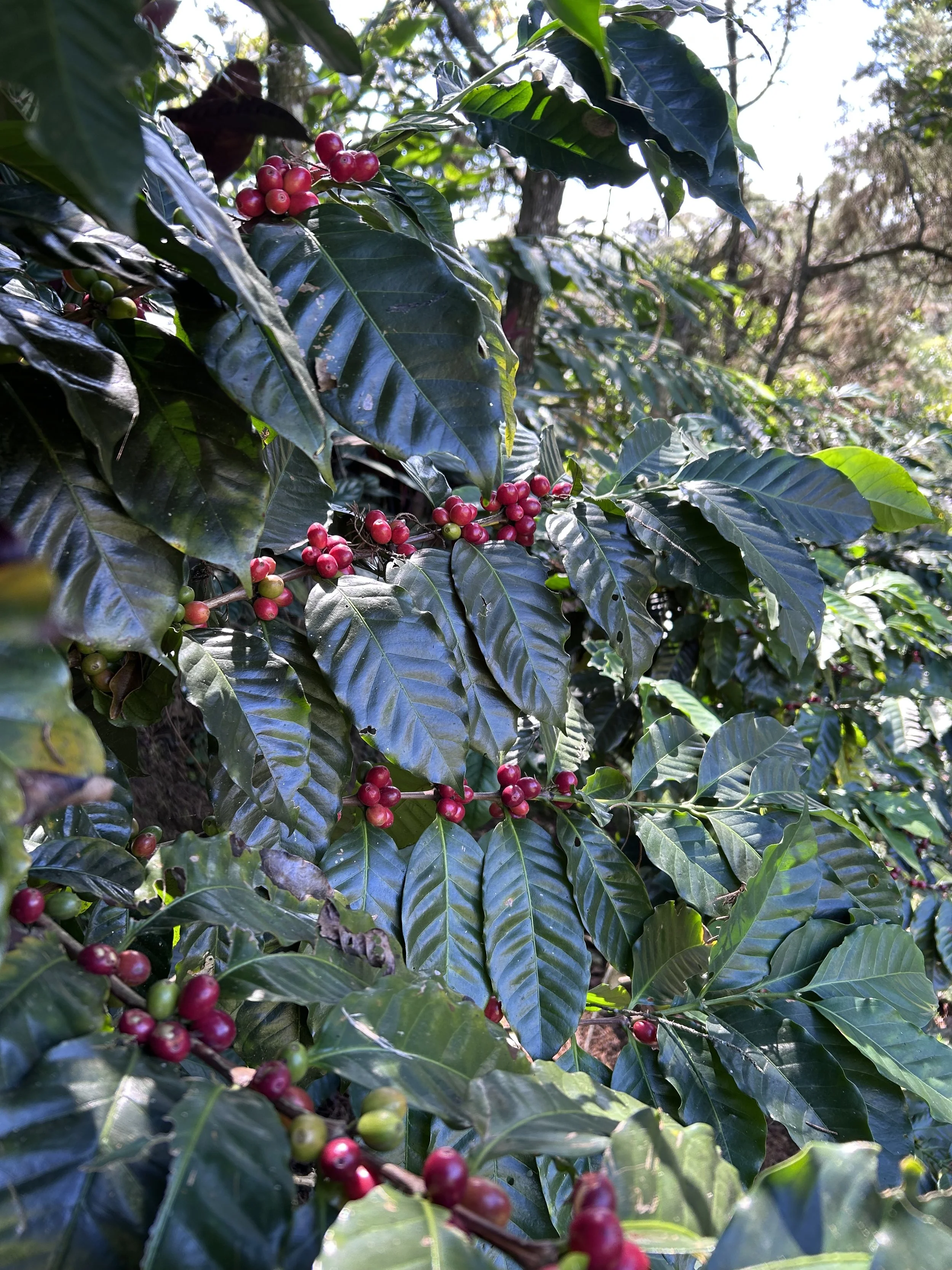 Ramas de plantas de café con brotes de granos rojos y verdes, rodeadas de hojas verdes brillantes.
