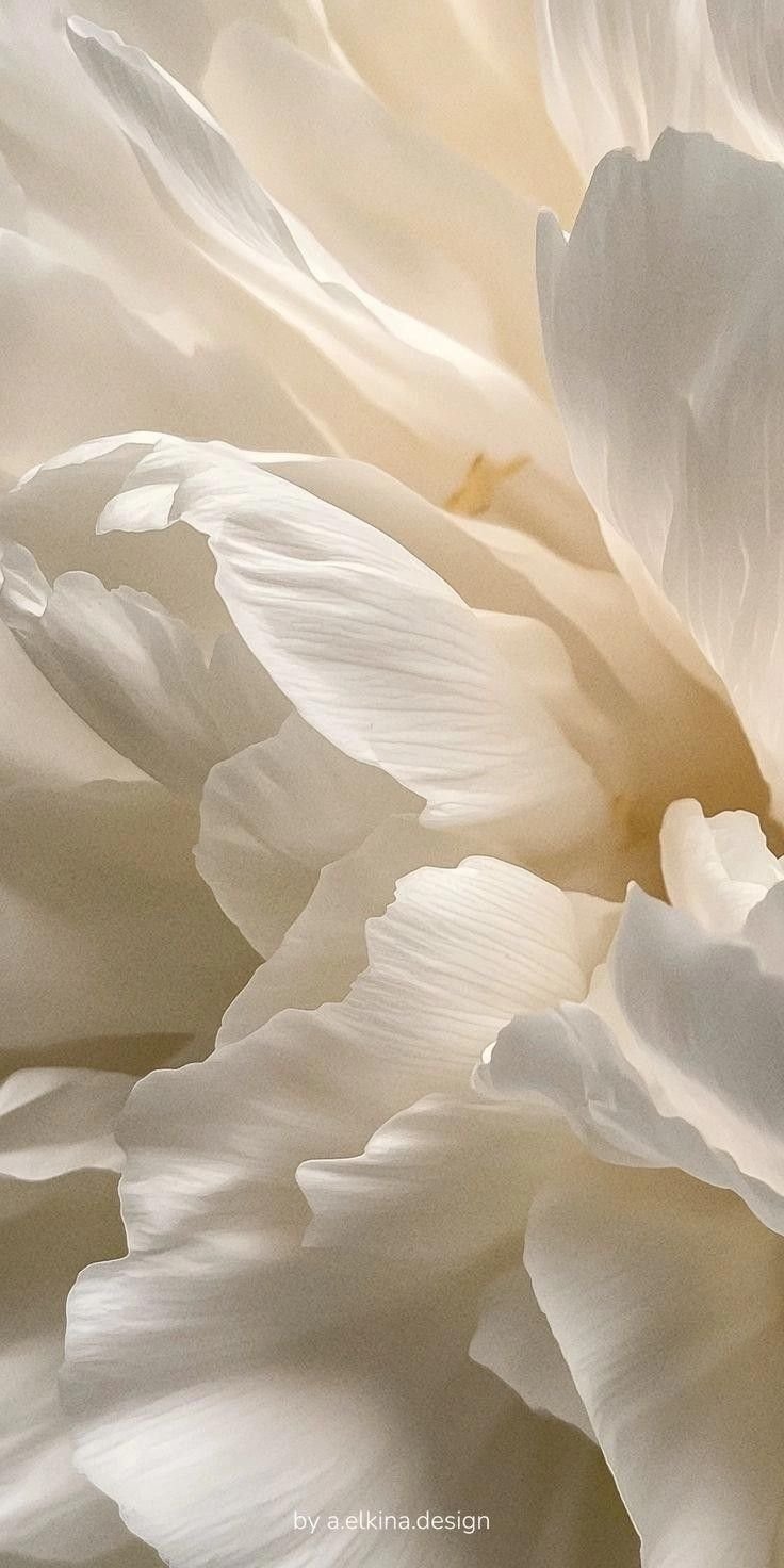 Close-up de pétalas de flores brancas com textura suave e ondas delicadas, sobre fundo neutro.