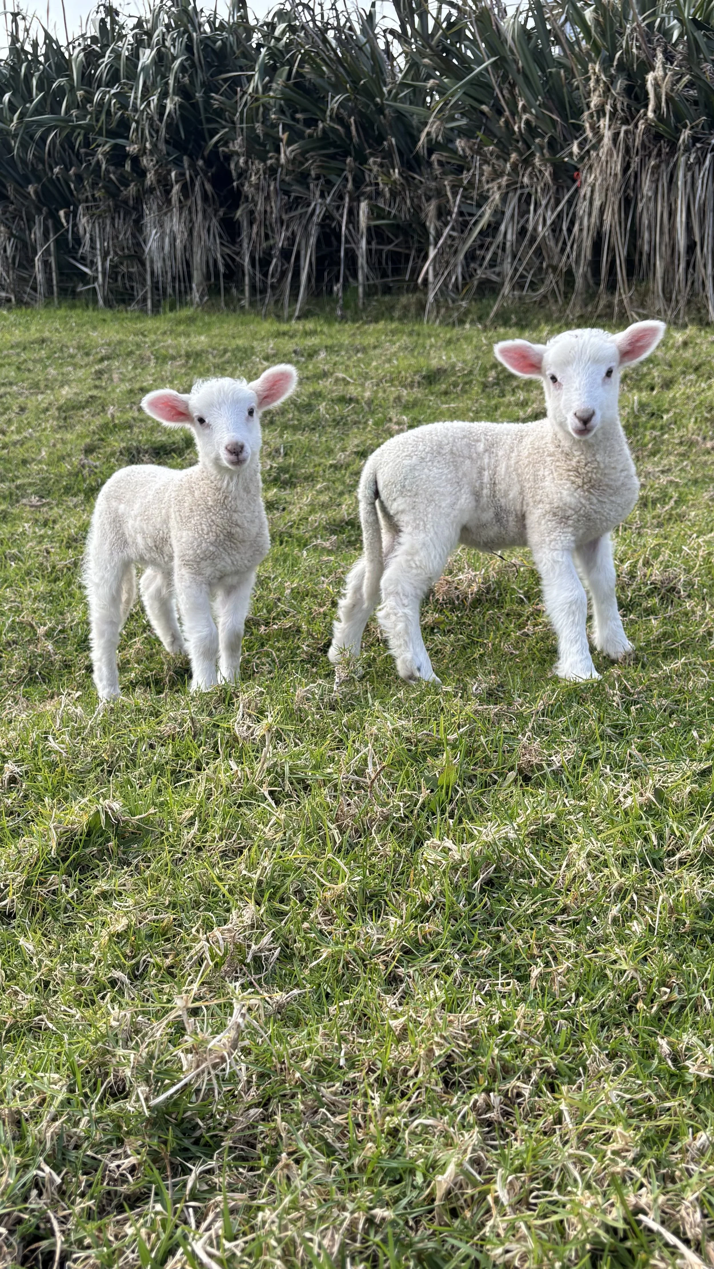 Two lambs standing on green grass with tall plants in the background.