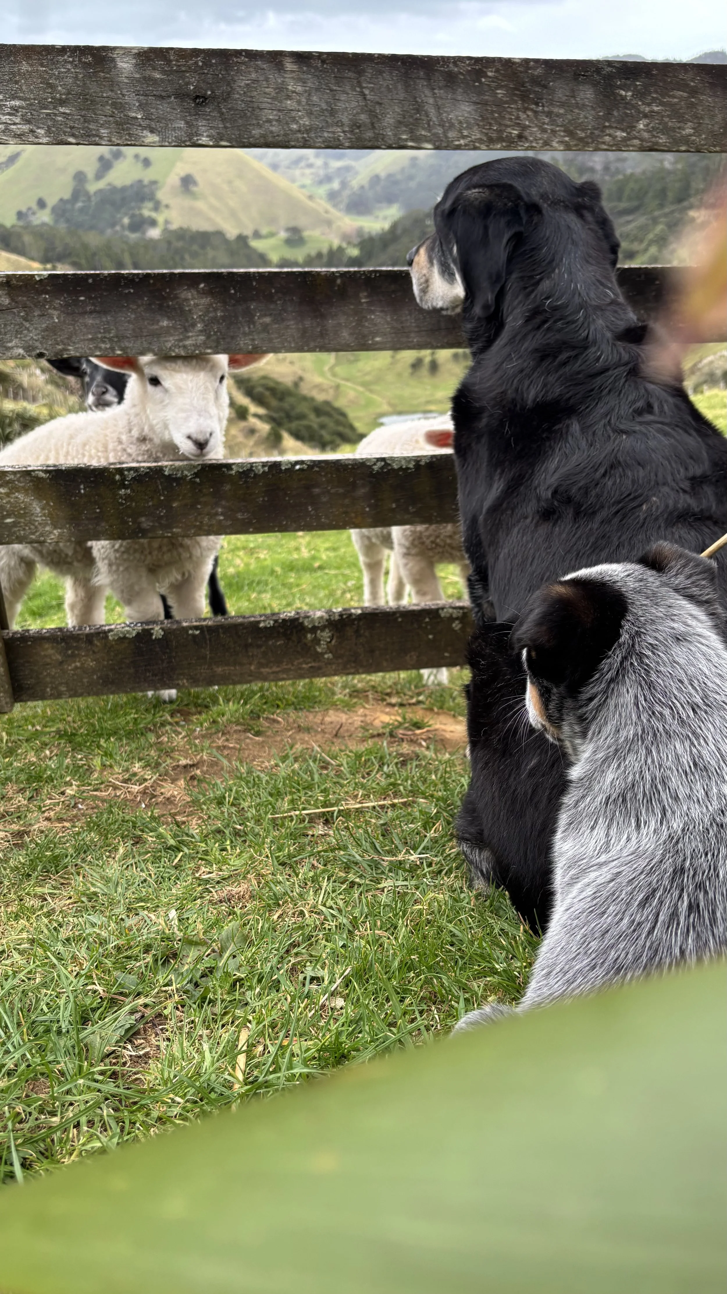 A dog and a cat sitting on green grass near a wooden fence, looking at sheep beyond the fence against a backdrop of hills and cloudy sky.
