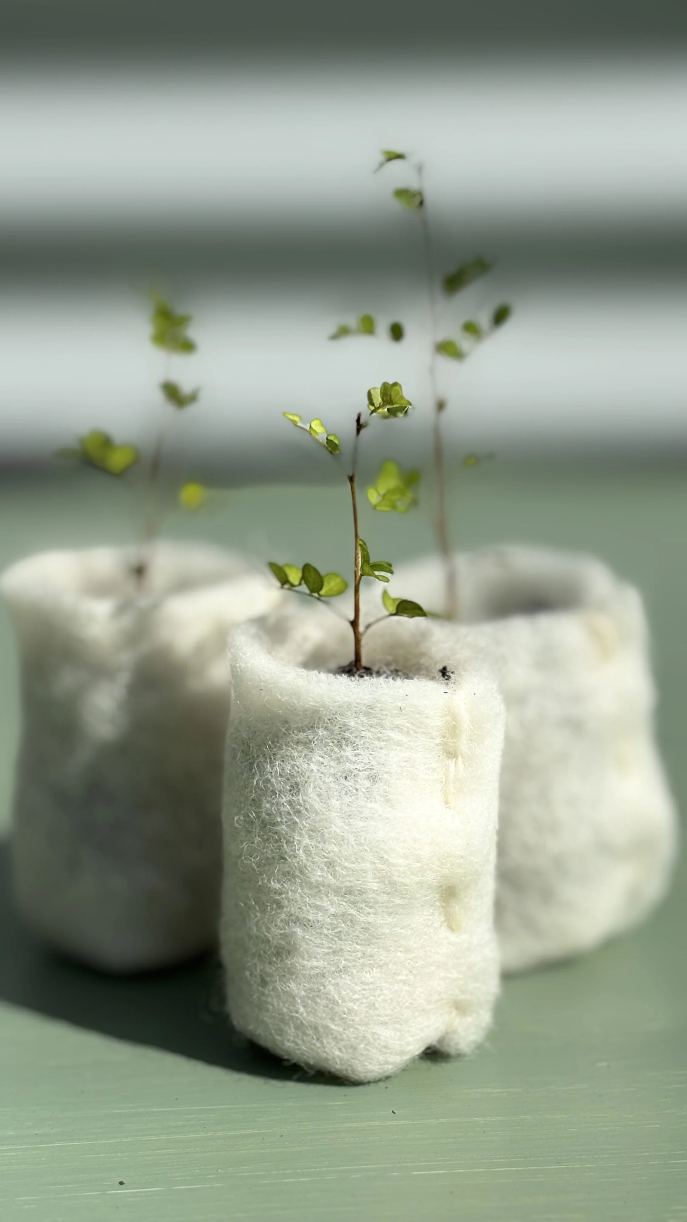 Three small plants growing in recycled white foam containers on a green surface.