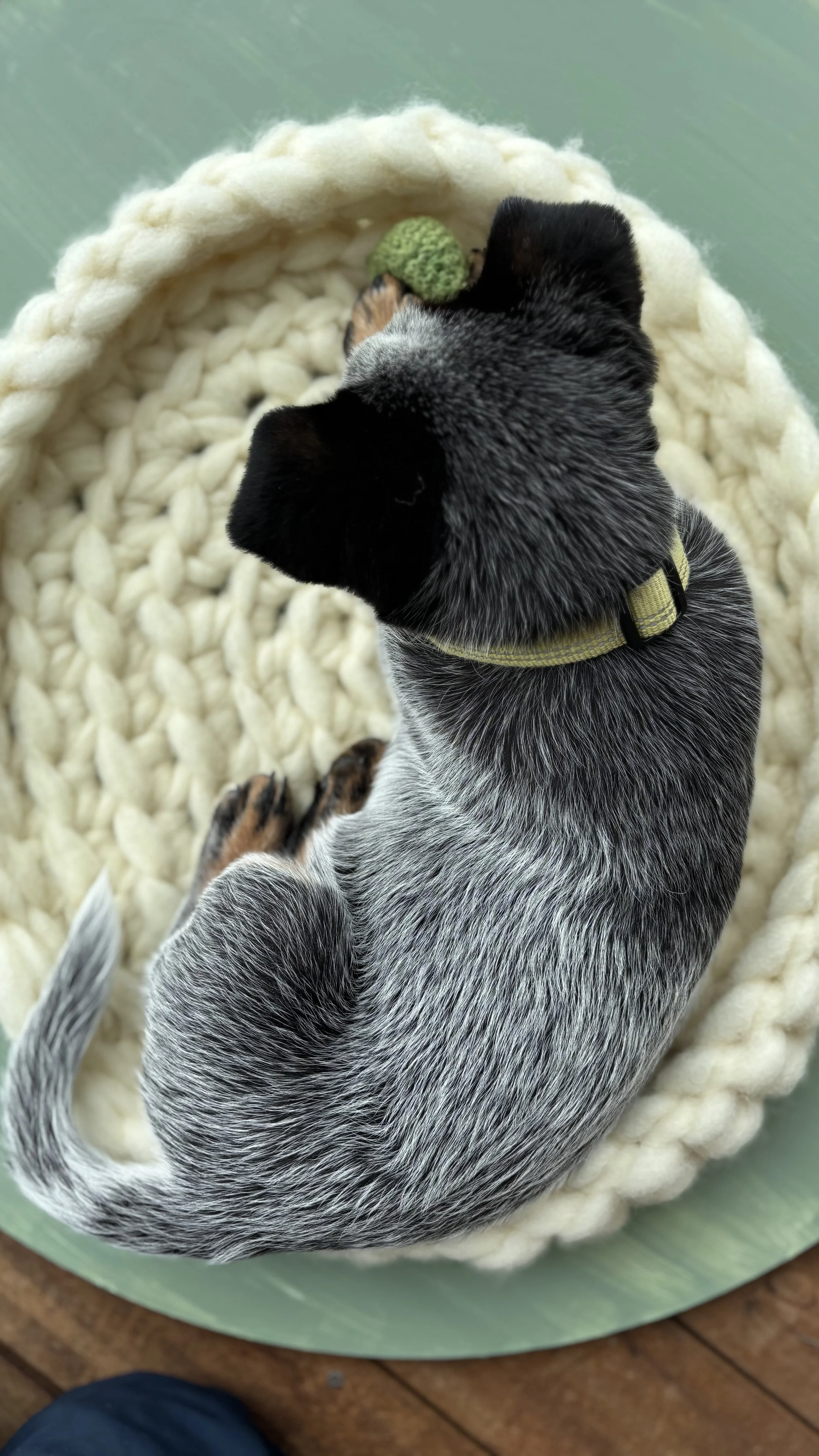 Wool Dog Bed