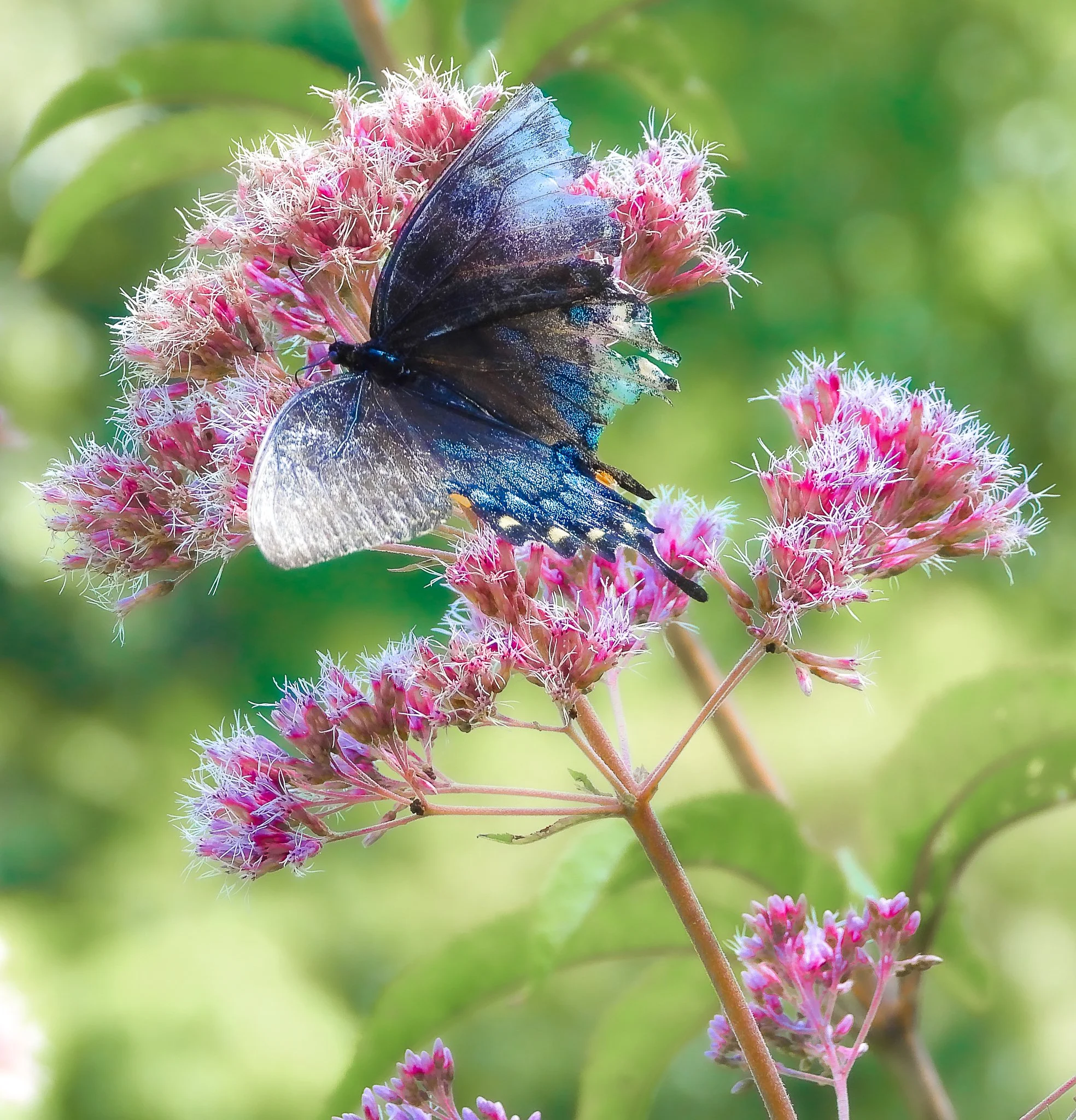 Vienna Community Center