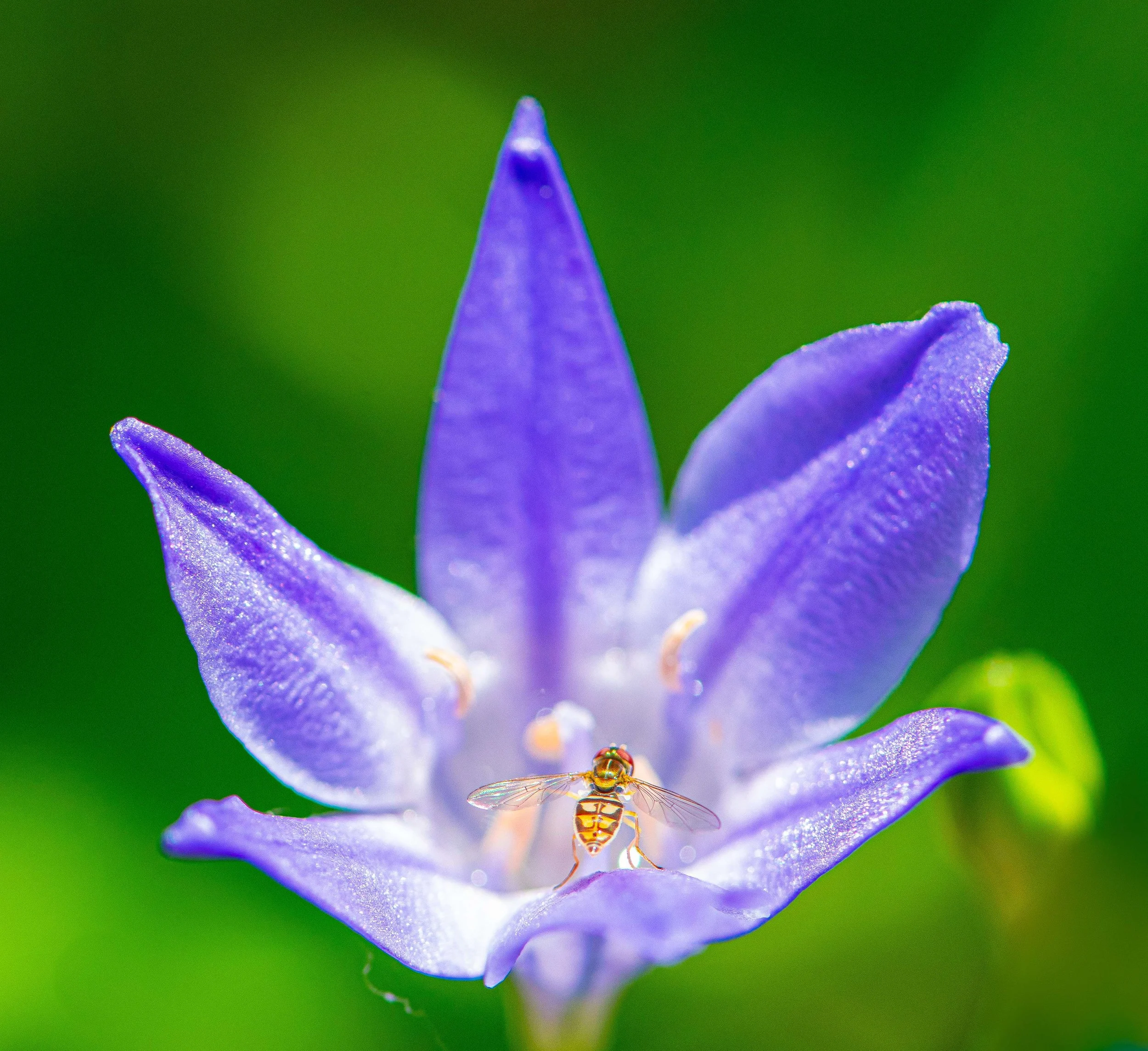 Vienna Community Center 