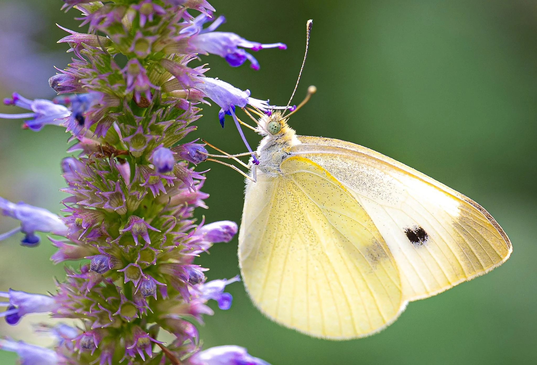 Butterfly in the Garden @ Jo Ann Rose Gallery 