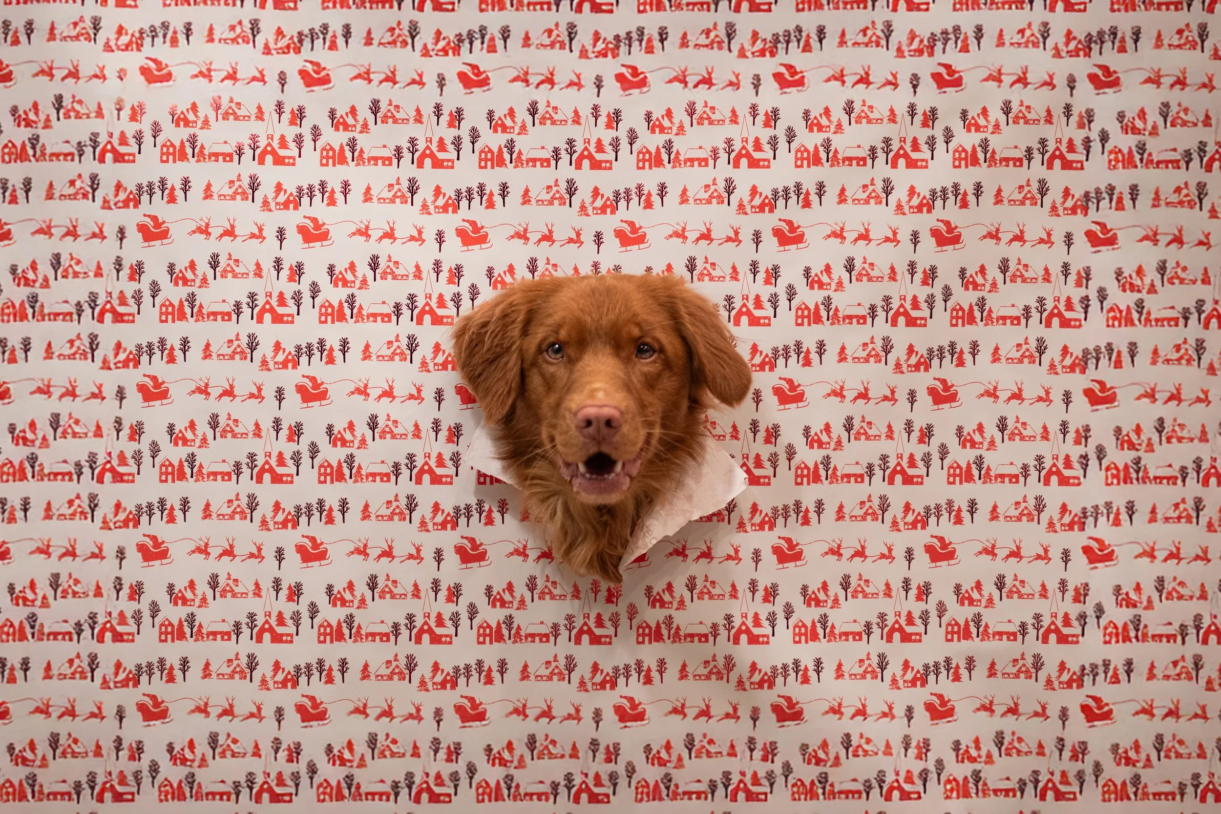 _DSC9920 - 13-12-2025 12-54-55.jpg