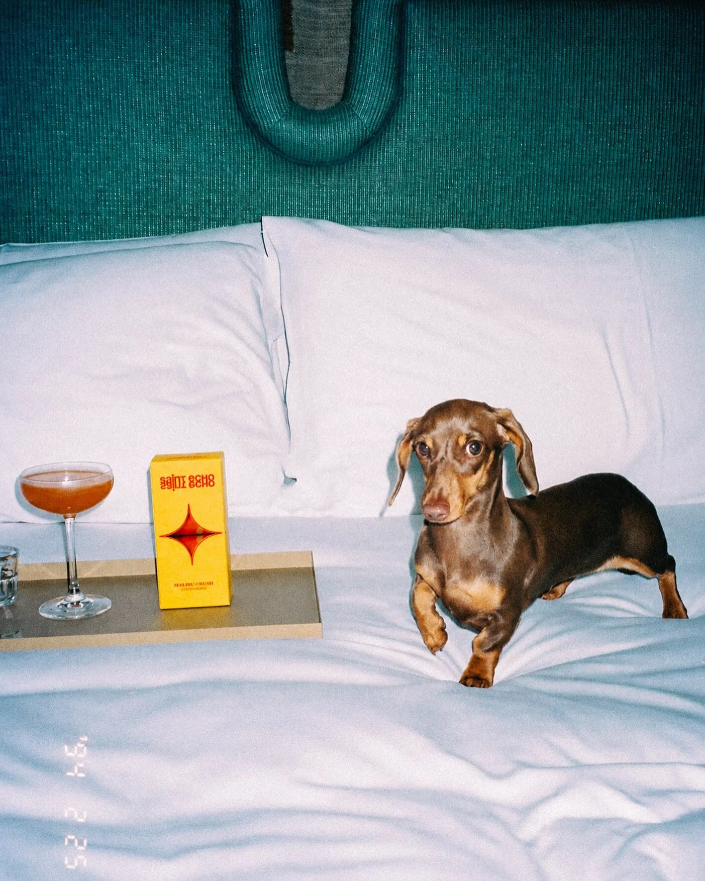 Monday Cocktail Club is officially in session. Only member who RSVP&lsquo;d sober: the dog.
Designed to misbehave.

#saintecho #designedtomisbehave #quietluxury #malibucrush #dogsofinstagram