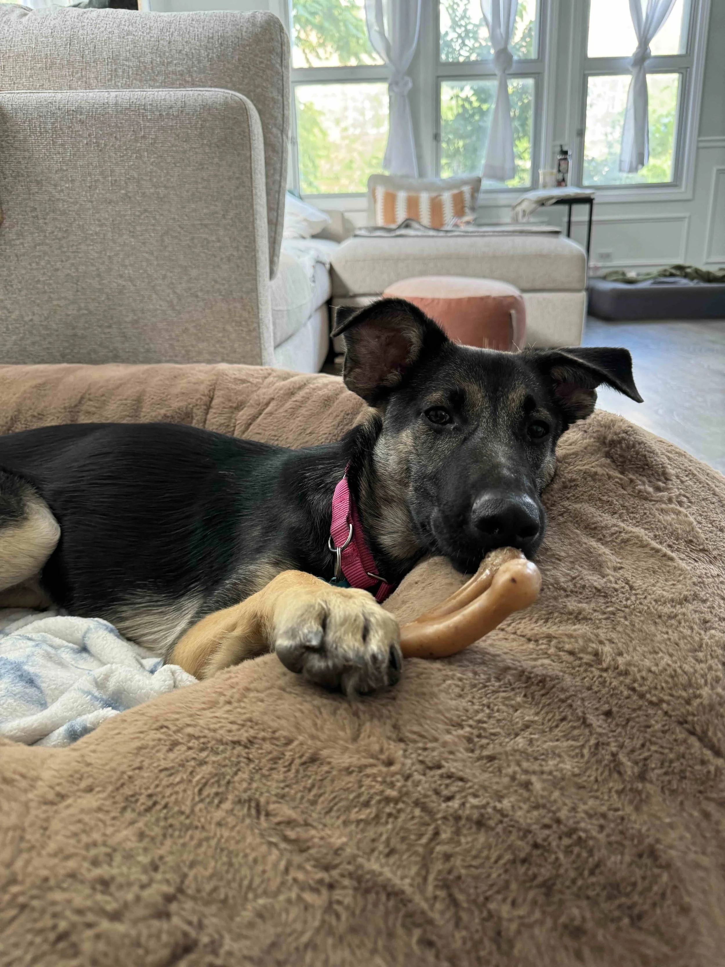 puppy teething at four months old