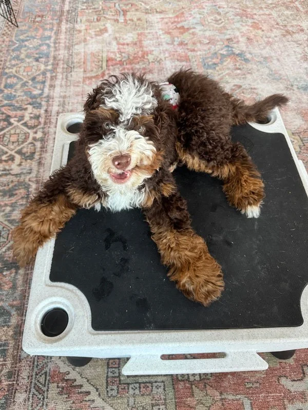 bernedoodle puppy training in West Loop, Chicago