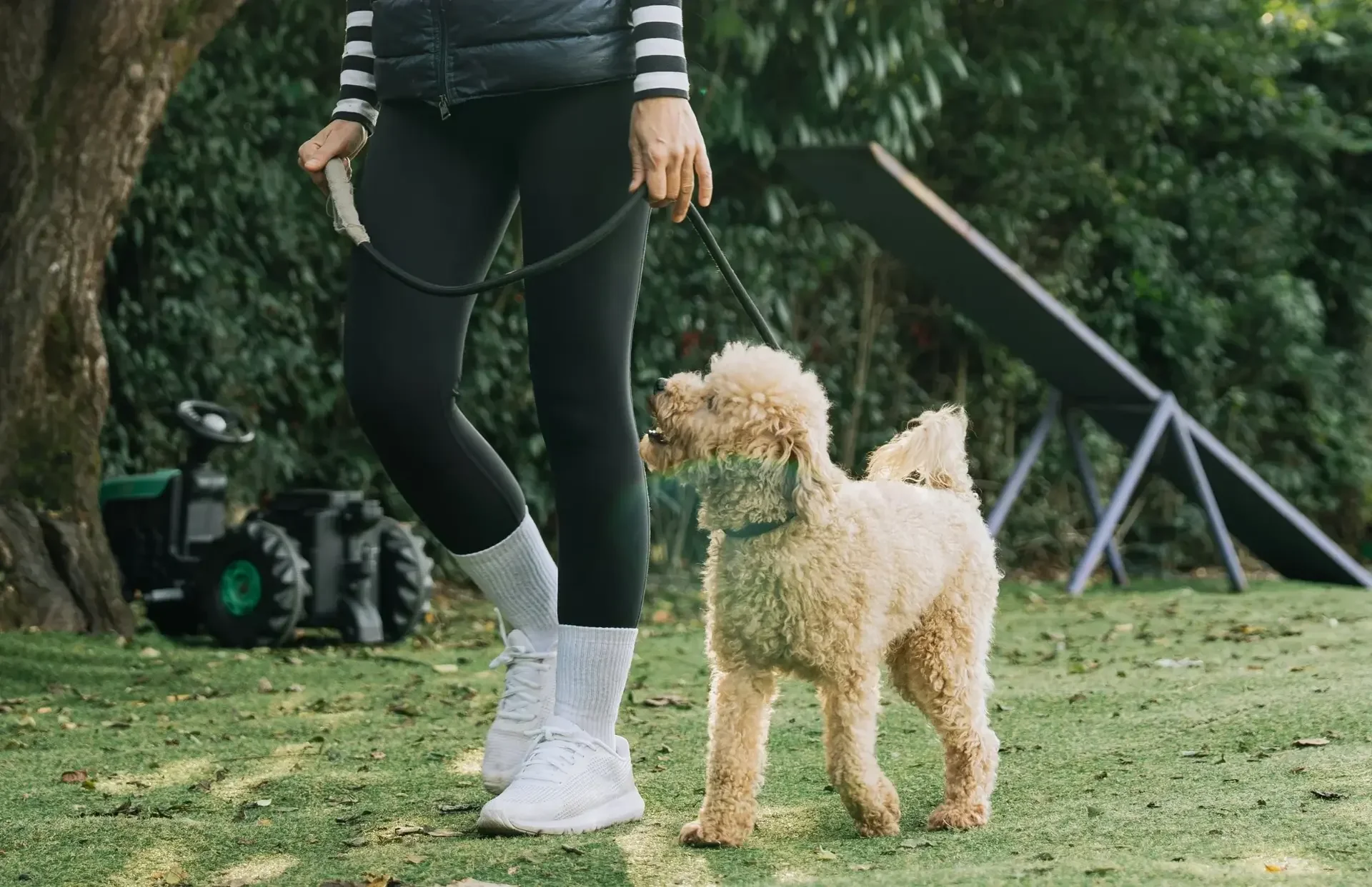 Leash walking training for puppies in Logan Square Chicago using positive reinforcement methods