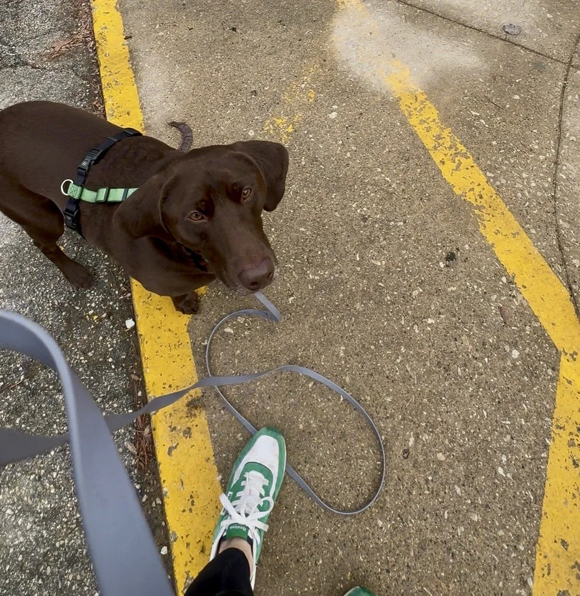 Reactive dog practicing calm leash walking with a trainer in Chicago