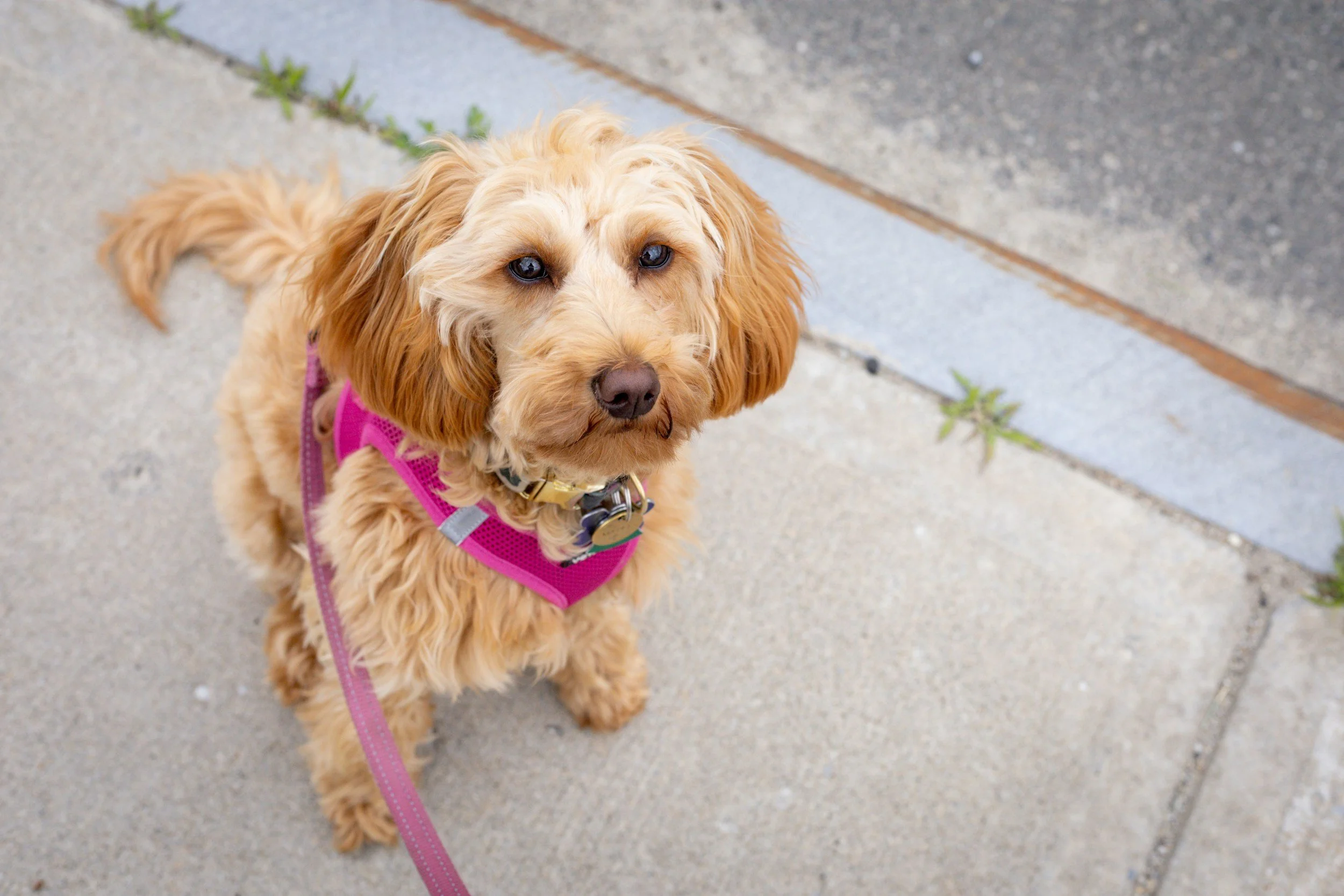 Leash Walking Training in Chicago: From Pulling to Polite Walking
