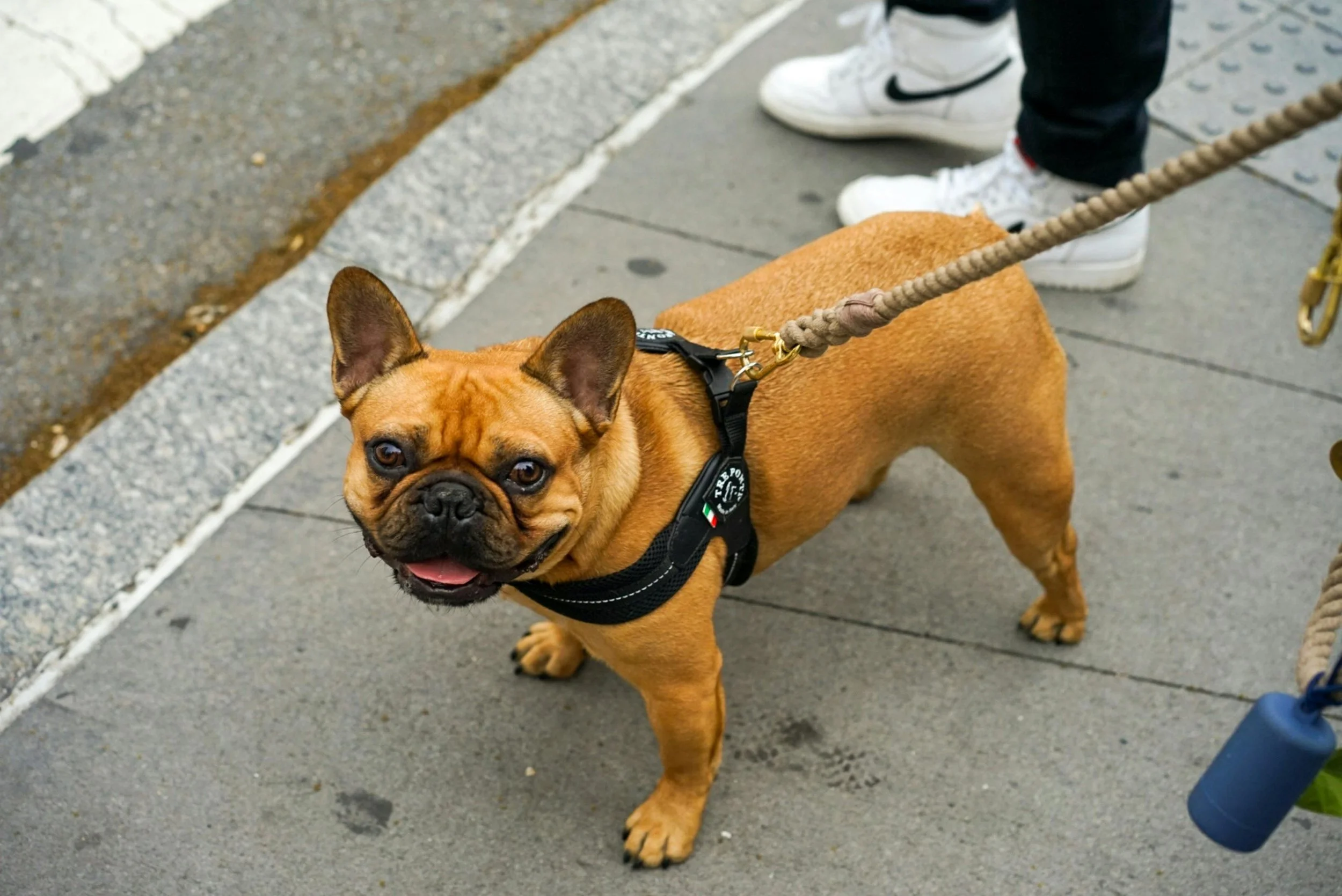 Dog walking calmly on leash with trainer on a Chicago sidewalk