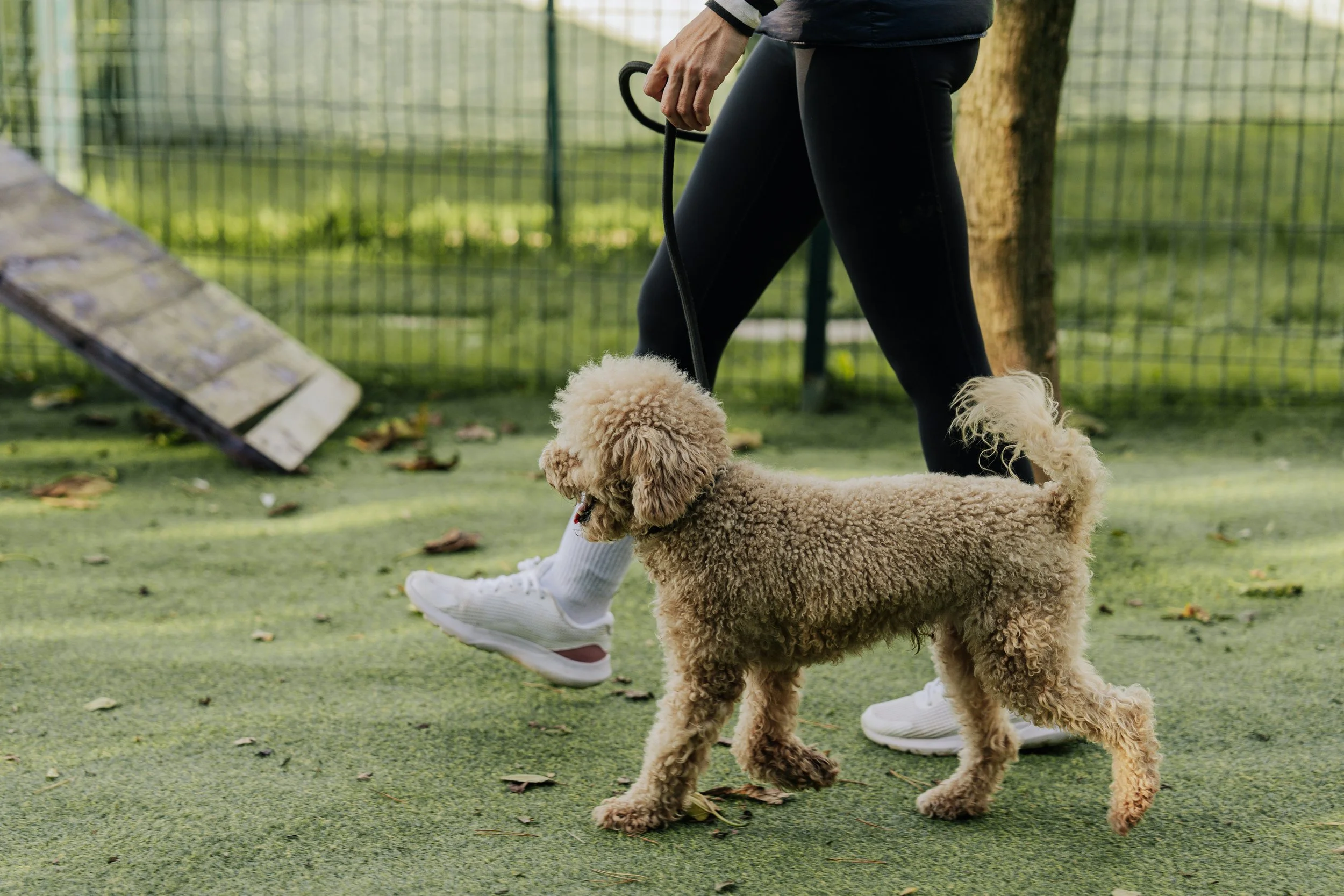 Trainer working on leash skills with a dog in a neighborhood setting