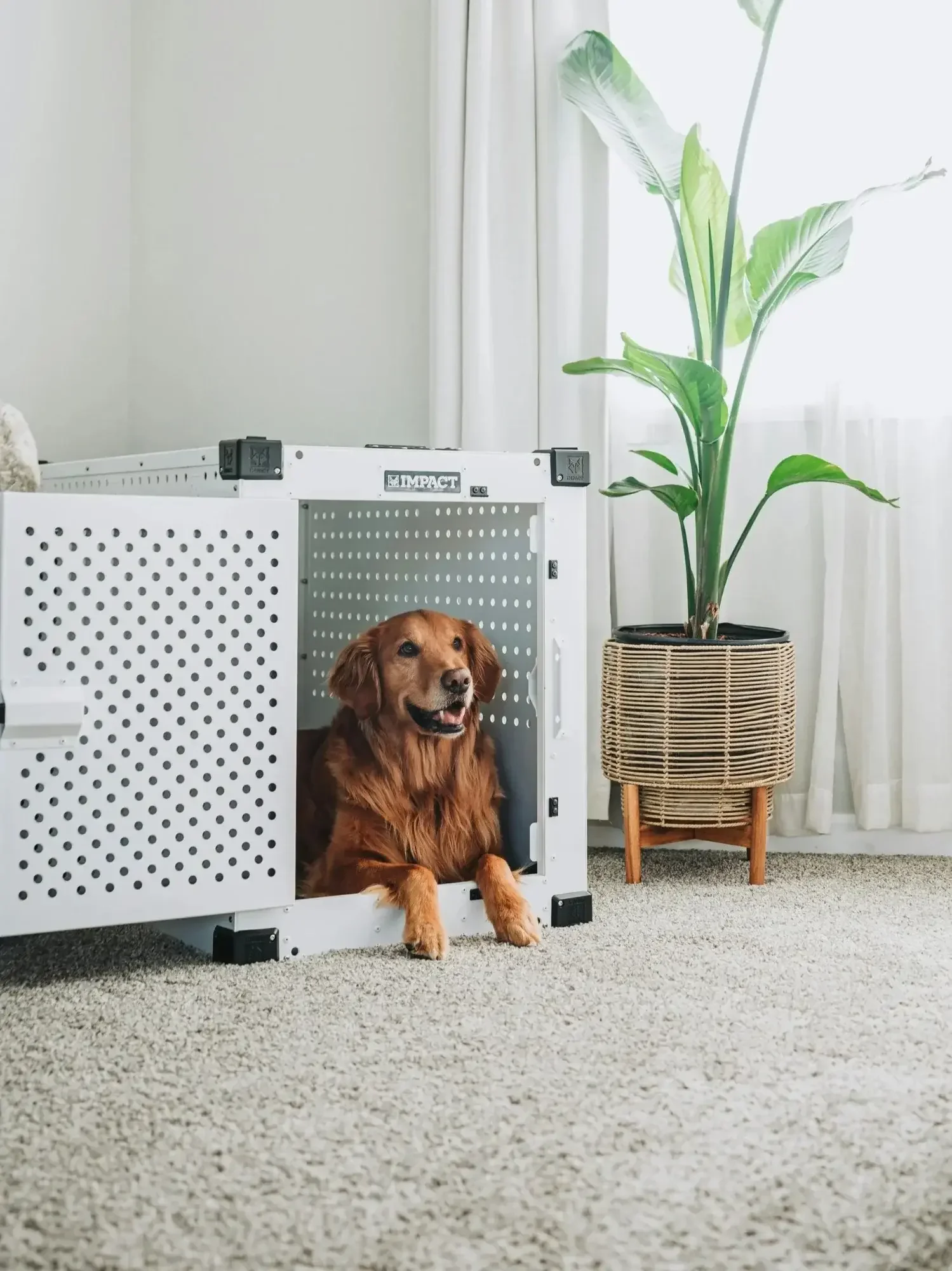 Crate training services for dogs in Logan Square Chicago using positive reinforcement and Impact Dog Crates