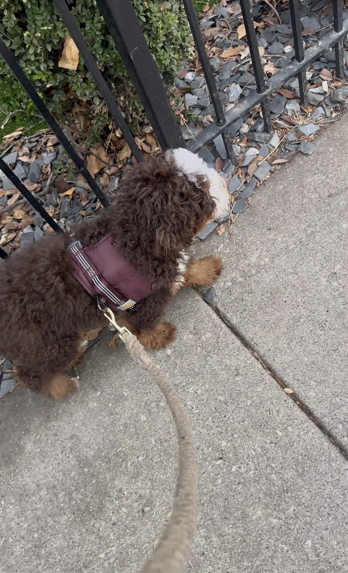 Puppy learning loose-leash walking skills on a neighborhood sidewalk in Chicago