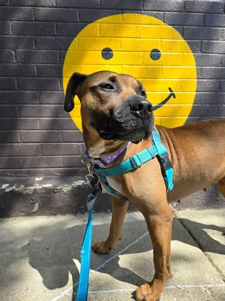 Puppy wearing a harness during a positive reinforcement obedience training session in Chicago