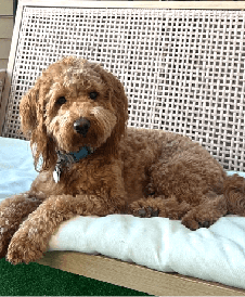 goldendoodle-settle-training-chicago.webp