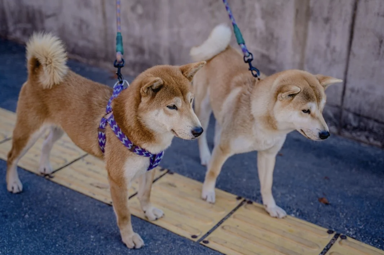 Two Shiba Inu dogs with tan fur and white underbellies are standing on a sidewalk, leashed and looking down the street.