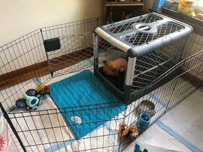 Crate and baby gate setup creating separate spaces for a puppy and a reactive dog