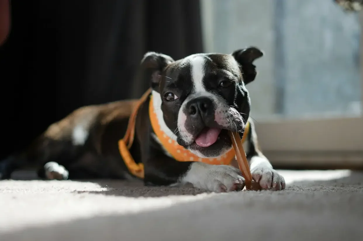 Resource Guarding in Dogs: How Chicago Trainers Address Food and Toy Issues