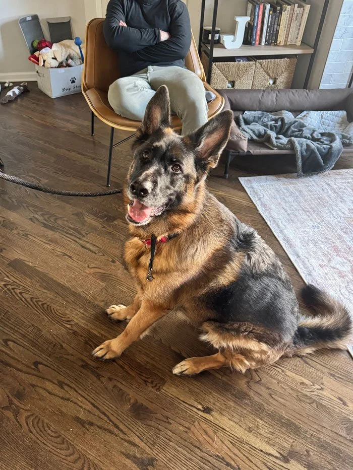 German shepherd training in West Loop, Chicago