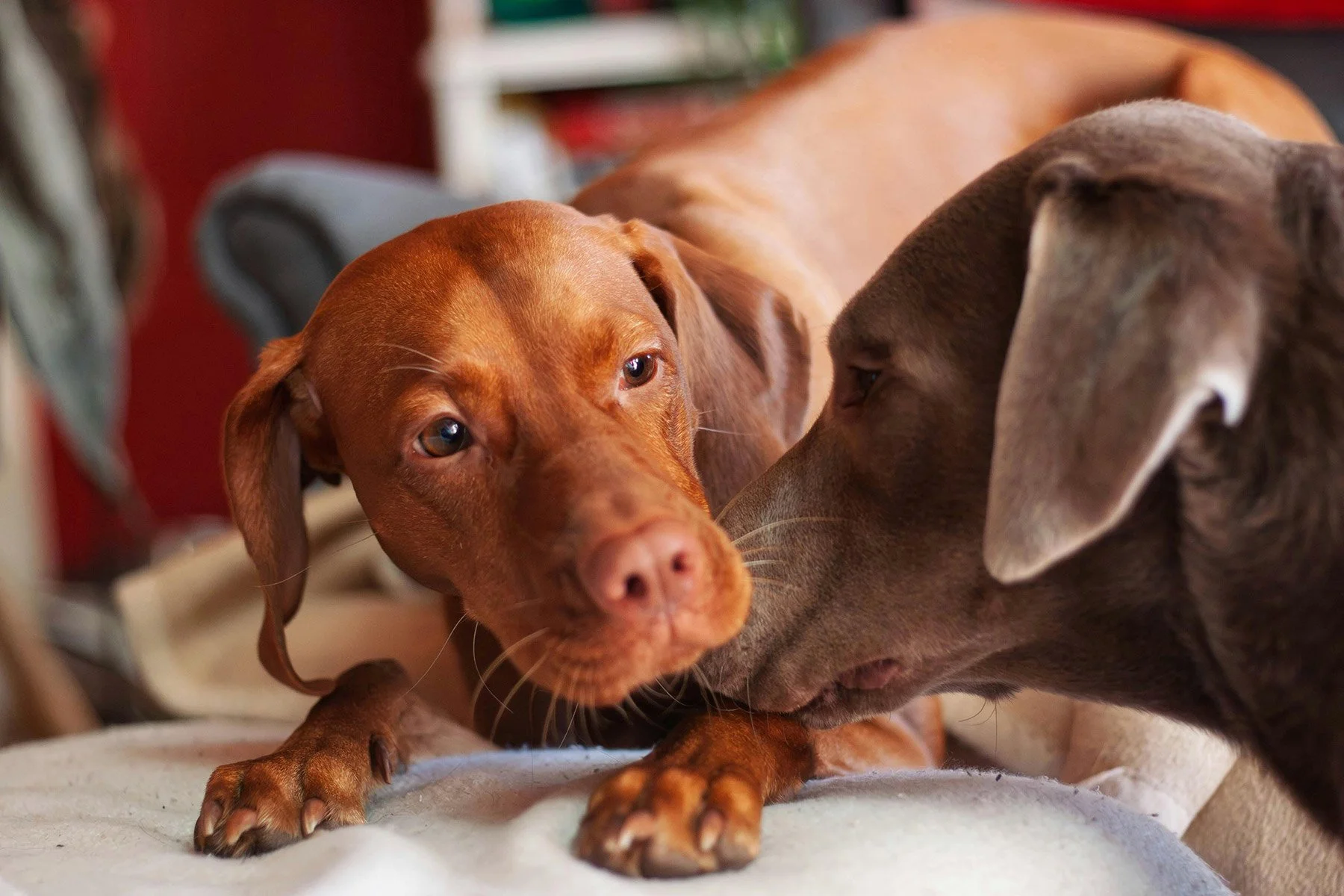 Teaching dogs to relax and share space in a multi-dog home