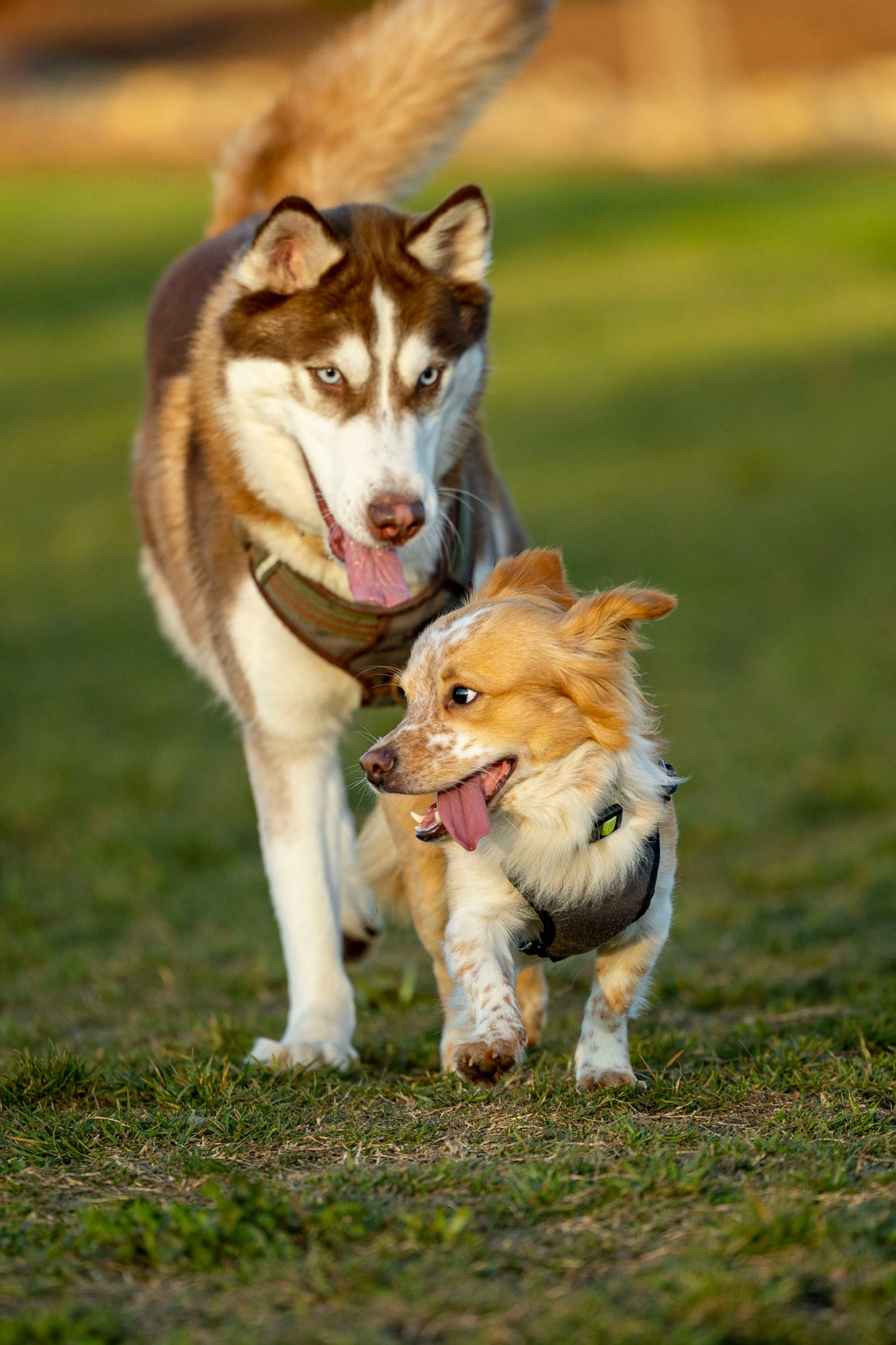 Puppy calmly interacting with an adult dog during a structured introduction
