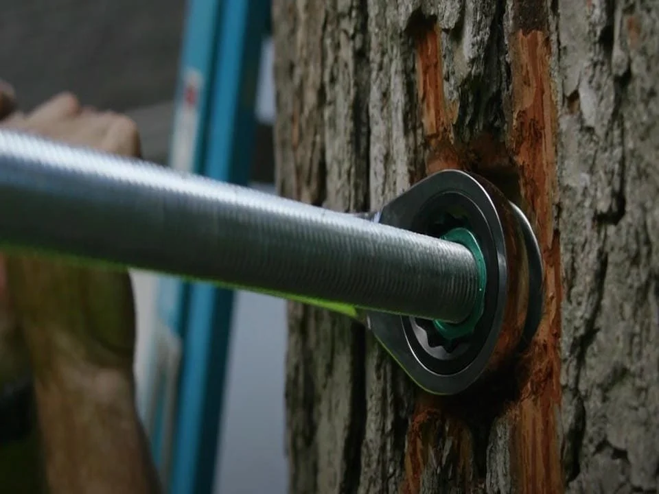 Tree Cabling and Bracing Littleton CO Structural Support for Trees ...